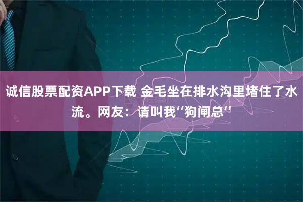诚信股票配资APP下载 金毛坐在排水沟里堵住了水流。网友：请叫我‘’狗闸总‘’